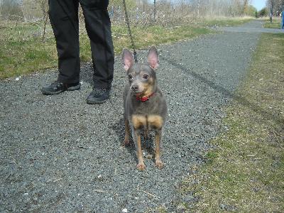 Aikuinen pieni koko ( 5 kg ) steriloitu narttu  etsii rakastava kotia. 7v kaunis, terveitä, aktiivinen. Koira asui vanhusten kanssa hänen talossaan kylässä,hän tuntee olonsa epävarmaksi kaupungissa, tulee hyvin toimeen muiden koirien kanssa.Kaikki rokotukset ja asiakirjat kunnossa.Pyydä lisätietoja sähköpostitse. 