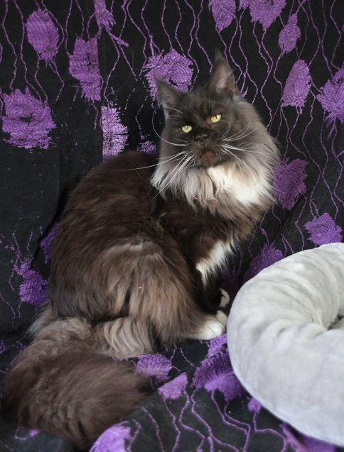 Meillä on kaunis maine coon tyttö Senja , joka etsii uutta, rakastavaa kotia ,
Senja on 3v ikäinen ja on valmis muuttamaan uuteen kotiin 
 Sosiaalinen, itsevarma ja rakastaa leikki leikkikeppila , Hän on  ei steriloitu vielä ,
Meillä ei ole kiirettä löytää Senjalle perhettä, joten etsimme sille sopivan kodin rauhassa 