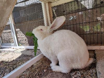 Ulkona elämiseen tottunut uroskani. Risteytys. Kanissa on belgianjättiä ja jotakin muuta, paino päälle 4kg. Leikkaamaton. Väritys albiino, nenässä ja korvissa hopeaa. Syö hyvin heinää ja pellettiä, myös tuoreita. Kestänyt talvia hyvin, ulkoilee mielellään myös talvella. Ystävällinen ja utelias, seurailee ihmistä pihassa, tykkää kerjätä ruokaa ja rapsutuksia, kaivelee kuoppia. Mielellään ulkokaniksi tai tallikaniksi esimerkiksi. Antaa leikata kynnet varmoin ottein. Ollut terve. Syö pääosin siis kuivaa heinää. Voit kysellä lisää :)