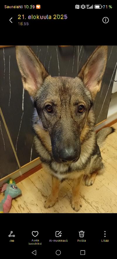Uutta hyvää kotia etsii 2 vuotias paperiton leikkaamaton saksanpaimenkoira uros. Ei tule toimeen urosten eikä pienien koirien kanssa. Isommat narttu koirat ja lapset ok. Ei eroahdistuksia taikka allergioita. Hoitotoimenpiteet onnistuu.