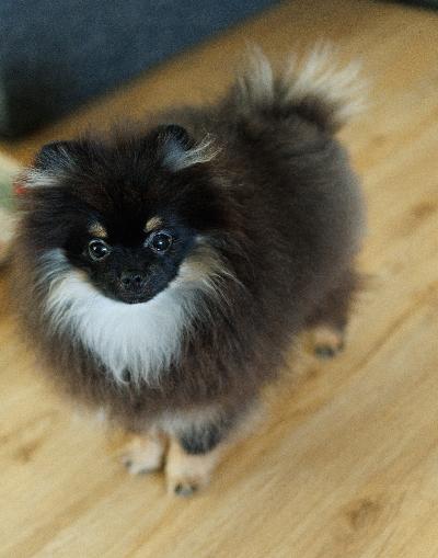 Pomeranian pentupoika 5 kk etsii hyvää kotia.

Oliver on pienikokoinen, terve, sirutettu, madotettu, kaikki rokotukset. Paperit on. Kaikki kunnossa.

Pentu on ystävällinen, kiltti ja sosiaalinen.  On fiksu ja oppii nopeasti. 
Sopisi hyvin rakastavaan kotiin kaveriksi. Etsin kotia, jossa on aikaa koiralle. 
Jos olet kiinnostunut laittaa viestiä kerrothan millainen koti sinulla olisi koiralle tarjota.
Lisätietoja mailitse. 