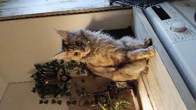 Tässä niin rakas ja valloittava kissaneiti,tulee kaikkien kanssa toimeen. 
Monessa arjen askareissa mukana. 
Yhden pentueen saanut. Ei ole leikattu.Kissa on rekisteröity ticaan.
Kotia etsitään omistajan vakavan sairastumisen vuoksi joten tämä ei ole kissasta johtuvaa. 

Kerrothan millainen koti sinulla olisi tarjota.
EI vapaana ulkoilevaksi! Asutaan maalla ja täällä iso kissatarha jossa ulkoilu onnistuu.
Kissa on todella rakas joten edellytän/mme että myös muuton jälkeen yhteys säilyy.
