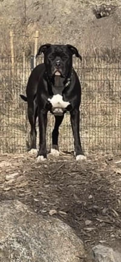 Myydään rokotettu sirutettu madotettu terve pitbull. Koira on ollut pennusta pitäen lapsiperheessä. Valitettavasti meillä aika ei enään riitä kyseiselle rodulle. Koira etsii aktiivista ja rakastavaa kotia perheestä jossa on rodun tuntevaa porukkaa. Diiva on maailman ihanin tyttö ja myös loppuelämän ystävä.