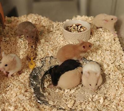 Syyrialaisen hamsterin poikasia. Luovutus 22.5. Alkaen.
Vapaana
Lyhytkarvainen creme tyttö
Lyhytkarvainen creme valkoisella nauhalla uros
Lyhytkarvainen musta tyttö
Pitkäkarvainen mustavalkoinen uros
Lyhytkarvainen Cinnamon uros