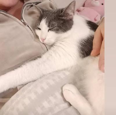 Ihana ja rakas kissani Cindy etsii rakastavaa kotia miehen allergian sekä ajanpuutteen vuoksi. Syntynyt Suomessa: 24.4.2022. Cindy on rauhallinen kissa, mutta tykkää leikkiä yhdessä omistajan kanssa. Tosi kiltti ja kiintyy varsinkin yhteen ihmiseen paljon. Tottunut koiriin sekä lapsiin. Täysin sisäsiisti ja kaikki tarvikkeet annan mukaan sekä päältä mentävän hiekkalaatikon ja kissan puun sekä kantokopan. Kerrothan kodistasi millainen on tarjolla, toivon yhteydenpitoa kodin kanssa ja että saisin käydä katsomassa kissaa joskus. 

Rokotettu ja madotettu: 12.9.2022
Eläinlääkärin tarkastama: 12.09.2022.
Sirutettu ja leikattu: 18.3.2023
