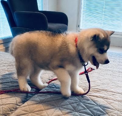 Ylikomea siperianhuskypentu etsii rakastavaa kotia

19.3 syntynyt täysin puhdas siperianhuskypentu on nyt valmis löytämään oman loppuelämän kotinsa. Tämä pieni hurmuri on täynnä iloa, energiaa ja persoonallisuutta – hänen kanssaan ei varmasti tule koskaan tylsää päivää. Hän rakastaa leikkiä, touhuta ja olla ihmisten lähellä, mutta osaa myös hurmata rauhallisella ja suloisella olemuksellaan.

Hän on aivan uskomattoman söpö luonnossa, ja kuvat eivät tee oikeutta hänen pehmeälle turkilleen, ilmeilleen ja ihanalle luonteelleen. Heti kun tapaat hänet, ihastut varmasti.

Pentua on hoidettu rakkaudella ja vastuullisesti alusta asti. Hän on useamman kerran madotettu, eläinlääkäritarkastettu sekä sirutettu, ja todettu täysin terveeksi.

Pentusen vanhemmat asuvat Mäntyharjussa ja ovat hyväluonteisia sekä upeita rodun edustajia.

Mukaan tulee kattava pentupaketti, jotta uuden kodin alku olisi mahdollisimman helppo ja turvallinen. Pentupakettiin kuuluu muun muassa ruokaa, tuttuja tavaroita sekä hänen omat rakkaat lempilelunsa, jotka tuovat turvaa uuteen kotiin.

Etsimme hänelle oikeasti hyvää ja rakastavaa kotia, jossa hän saa paljon huomiota, liikuntaa ja rakkautta. Siperianhuskyt ovat älykkäitä, aktiivisia ja uskollisia koiria, joten toivomme uudelta perheeltä aikaa ja kiinnostusta yhteiseen elämään tämän upean pennun kanssa.

Jos tunnet, että juuri sinulla voisi olla koti tälle ihanalle pienelle kaverille, laita rohkeasti viestiä tai soita ja kerro millaiseen kotiin hän olisi tulossa.

Minut saa parhaiten kiinni puhelimitse soittamalla tai laittamalla tekstiviestin:
045 8644 587