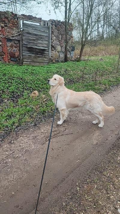 Rekisteröity, terveystutkittu, 3,5 vuotias kultainennoutajauros etsii yhteistyökykyistä sijoituskotia. Sijoituskodin sijainti saisi olla max. 150 km säteellä kauhajoelta.