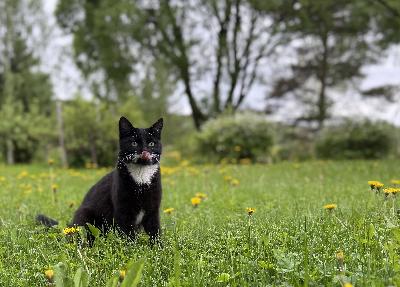 Leikkaamaton uroskissa. On tottunut ulkoilemaan. Viihtyy myös sisällä ja on sisäsiisti. 

Tykkää olla sylissä ja paijattavana. Koiria pelkää.