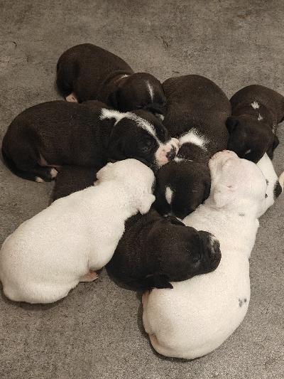 Myynnissä amerikan bully/pitbull sekoitus -koiranpentuja!
Etsitkö uutta perheenjäsentä? Nyt varattavissa 7 upeaa pitbullmix-pentua, joista 2 narttua ja 5 urosta. Pennut syntyivät suomessa 22.5.2026 ja kasvavat turvallisessa sekä rakastavassa ympäristössä. Tottuen kodin ääniin ja lapsiin!pennuista kasvaa n.30kg. Keskikokoisia koiria.eläinlääkärin tarkastus ja sirutus hoidetaan ennen luovutusta!pennut madotetaan säännöllisesti 2, 4 ja 6 viikon iässä. Ne luovutetaan uusille kodeille 7-8 viikon ikäisinä(10.7), eli  täysin terveystarkastettuina ja madotettuina. Ensimmäisestä rokotuksesta (12 viikon iässä) vastaa uusi omistaja.**hinta**: 1250 €, josta peritään 250 € varausmaksu. Varausmaksu vähennetään kokonaishinnasta, mutta mikäli kauppa perutaan ostajan toimesta, varausmaksua ei palauteta.jos etsit ihanaa sohvaperunaa ja haluat tarjota rakastavan ja pysyvän kodin yhdelle näistä ihanista pennuista, otathan yhteyttä pian!