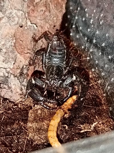 2 Heterometrus cyaneus poikasta 50€/kpl

Kulkeutuu Kajaaniin kesäkuun loppupuolella /heinäkuun alussa 