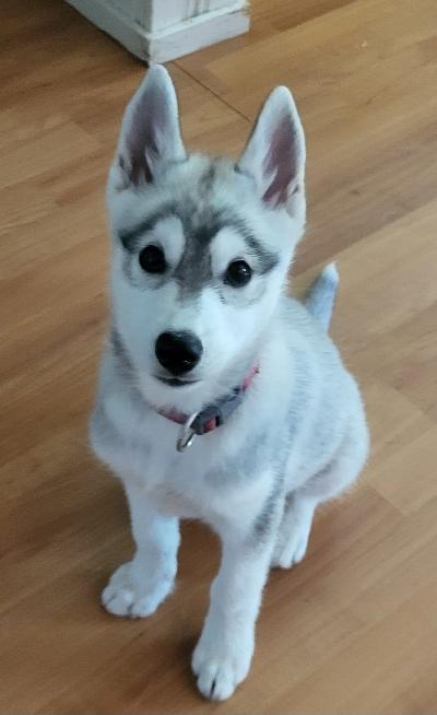 Vielä olisi vapaana yksi tyttöpentu joka etsii loppuelämänsä kotia. Tämä suloinen ja ihmisrakas pentu on syntynyt 4.4. Pentu on siruutettu ja pentutarkastettu sekä madotettu säännöllisesti. Molemmat vanhemmat ovat puhdasrotuisia huskeja ja ovat perusterveisiä ja lempeitä. Soveltuu lapsiperheeseen. Toivomme pennulle kotia jossa liikutaan koska rotu tarvii liikuntaa ja aktivitettejä. Ota rohkeasti yhteyttä, kerro minkälaisen elinympäristön pennulle tarjoaisit, niin jutellaan lisää.

Hinta 500