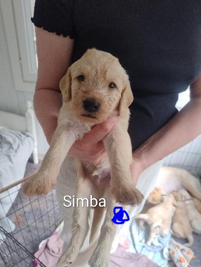 29.5 syntyneestä pentueesta 3u vapaana. Pentujen emä on labradorinnoutaja ja isä keskokoinen labradoodle. Pennuista kasvaa siis n 20-24 kg kokoisia. Pojista yhdelle näyttää tulevan kihara karva ,kahdelle suora.Pentujen vanhemmat lonkka ja kyynärkuvattuja ystävällisiä perhekoiria. Vanhemmilla ei allergioita. Luovutus alkaen 17.7 eläinlääkärin tarkastamina ja sirutettuna. Pennun mukaan saa pienen pentupaketin. Varausmaksu 200 joka vähennetään loppusummasta. Emä ja pennut nähtävillä Parkanossa.
