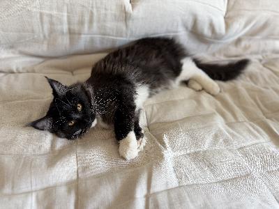 Kaksi suloista mustavalkoista Maine coon kissanpentua, syntynyt 6.1.2026. Tottunut pieniin lapsiin sekä muihin kissoihin. Tämä tyttö pari viihtyy tosi hyvin yhdessä joten jos olisit halunnut ottaa molemmat mukaan, voidaan neuvotella alempaa hintaa. Tulee eläinlääkäri tarkastettuna, rokotettu ja sirutettu.