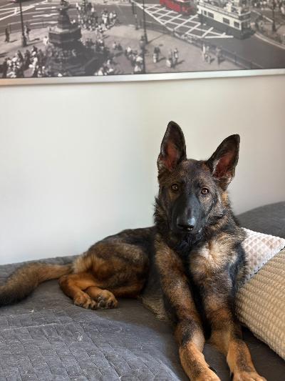 Myydään 10 kk vanha saksanpaimenkoira x husky -uros
Etsimme rakastavaa ja vastuullista kotia 10 kuukauden ikäiselle uroskoirallemme. Luopuminen on meille vaikea päätös, mutta  pahentuneen allergiani vuoksi emme voi enää tarjota hänelle sellaista arkea kuin hän ansaitsee.
Jedi on saksanpaimenkoiran ja huskyn sekoitus. Hän on perusterve, sirutettu, rokotettu ja madotettu. Luonteeltaan hän on erittäin energinen, leikkisä ja innokas touhuamaan. Hän sopii parhaiten aktiiviseen kotiin, jossa riittää aikaa liikuntaan, tekemiseen ja koulutuksen ylläpitämiseen sillä kyseessä on vielä pentu.
Toivomme, että Jedi löytää kodin, jossa hänestä pidetään huolta ja jossa hän saa paljon rakkautta, huomiota ja mahdollisuuden viettää aktiivista elämää. Jos olet valmis tarjoamaan jedille kotia, kerrothan viestissä itsestäsi ja millaisen kodin voisit Jedille tarjota.
Lisätietoja ja kuvia saa pyytämällä.
