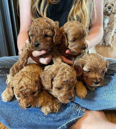 Hei ja lämpimät terveiset!

Meillä on 5 suloista Cavapoo-pentua, jotka ovat syntyneet 1. heinäkuuta ja etsivät nyt rakastavia loppuelämän koteja.

Molemmat vanhemmat on terveystestattu ja todettu terveiksi. Pentujen arvioidaan painavan täysikasvuisina alle 6 kg. Ne kasvavat kodissamme yhdessä 3 aikuisen ja 4 lapsen perheen kanssa, joten ne tottuvat ihmisiin ja arjen perhe-elämään jo pienestä pitäen.

Ennen uusiin koteihinsa lähtöä pennut rokotetaan ja madotetaan kolme kertaa. Ne ovat valmiita muuttamaan uusiin perheisiinsä 26. elokuuta alkaen.

Cavapoot ovat yleensä vähäkarvaisia ja voivat sopia joillekin allergikoille, mutta mitään koiraa ei voida taata täysin allergiavapaaksi.

Etsimme huolehtivia ja vastuullisia koteja, joissa pennut saavat rakkautta ja ne otetaan osaksi perhettä. Jos olet kiinnostunut, kerrothan hieman itsestäsi ja perheestäsi.