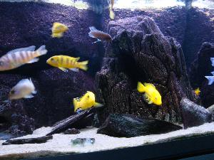 malawiahvenallas ja kalat.ilman ulkosuodatinta.altaassa naarmuja,mutta kun pitää puhtaana niin naarmut eivät näy.myydään lattia remontin alta pois.