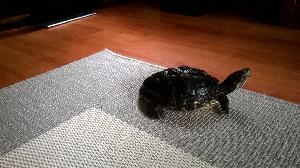 Hei. Kille-kilpikonna etsii uutta kotia.Syntynyt 5 /1997. On siis jo täysi-ikäinen 18v keltavatsakilpikonna(Missisipin suokilpikonna). Elää vielä vähintään samanverran ja jopa paljon pitempään. Mukaan tulee erikoisteetetty terraario/akvaario ,jossa hänellä on tilaa uida ja mennä lekottelemaan 