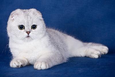 Ostetaan kissanpentu Scottish Fold silver  tai golden chinchilla. Lyhytkarvainen. Naras. 