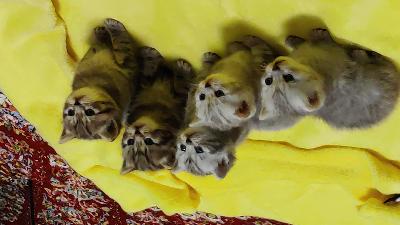 Minulla on skotlantilaiset suorakorvaiset kissat, syntyneet 23.1.2022, erittäin kauniita, yksi Suomen kauneimmista kissoista, 1 harmaavalkoinen poika ja 3 tyttöä samanvärisiä mutta ylittää harmaata linjaa ja 2 ruskeaa tyttöä, he pitävät pelata kovasti, ja he käyttävät hiekkalaatikkoa ja syövät kuiva- ja märkäruokaa Latz-brändiltä, lisätietoja lähetä sähköpostia sähköpostiin, tottakai toimitus kun itämisaika 14 viikkoa, ja Ja varauksista ennakkomaksu 150 euroa, tottakai, kissat ovat valmiina täydelliseen lääkärintarkastukseen kaikilla rokotuksilla