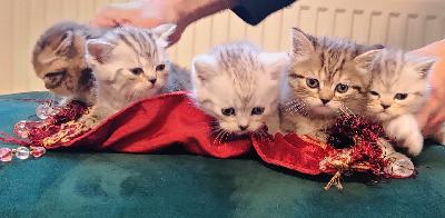 Minulla on skotlantilaiset suorakorvaiset kissat, syntyneet 23.1.2022, erittäin kauniita, yksi Suomen kauneimmista kissoista, 1 harmaavalkoinen poika ja 3 tyttöä samanvärisiä mutta ylittää harmaata linjaa ja 2 ruskeaa tyttöä, he pitävät pelata kovasti, ja he käyttävät hiekkalaatikkoa ja syövät kuiva- ja märkäruokaa Latz-brändiltä, lisätietoja lähetä sähköpostia sähköpostiin, tottakai toimitus kun itämisaika 14 viikkoa, ja Ja varauksista ennakkomaksu 150 euroa, tottakai, kissat ovat valmiina täydelliseen lääkärintarkastukseen kaikilla rokotuksilla